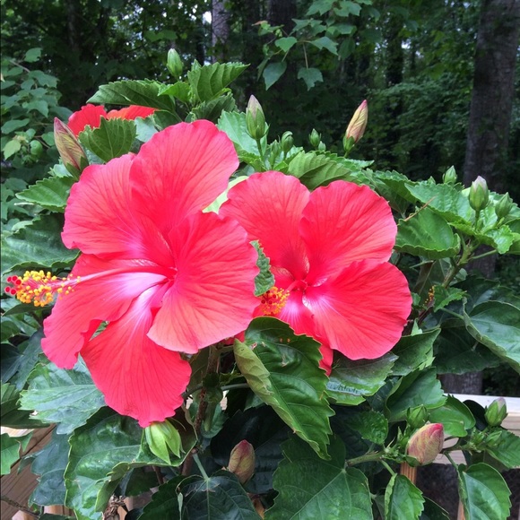 Meet your Posher, Robin - Picture 3 of 5